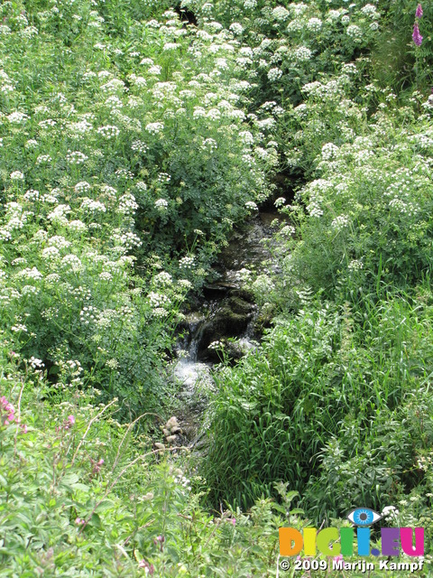 SX06965 Small stream through field of Hemlock Waterdropwort (Oenanthe crocata)